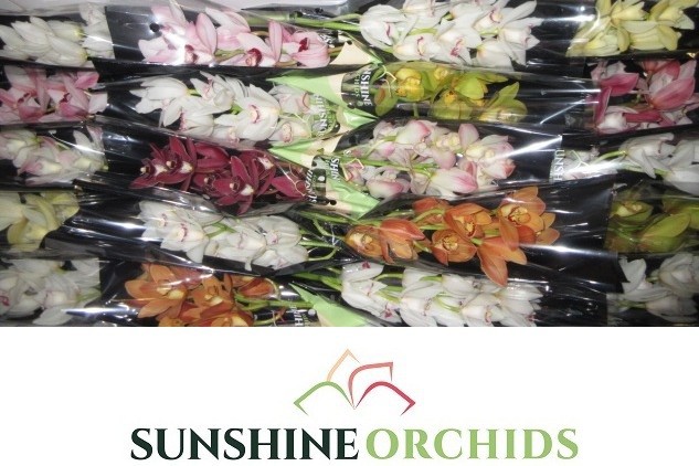 Цимбидиум мини Микс x20 40, шт.