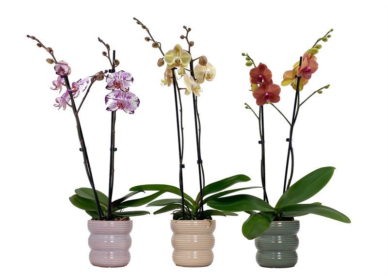 Stoneware p12 Liam mix Phal mix 2T14+, D 12