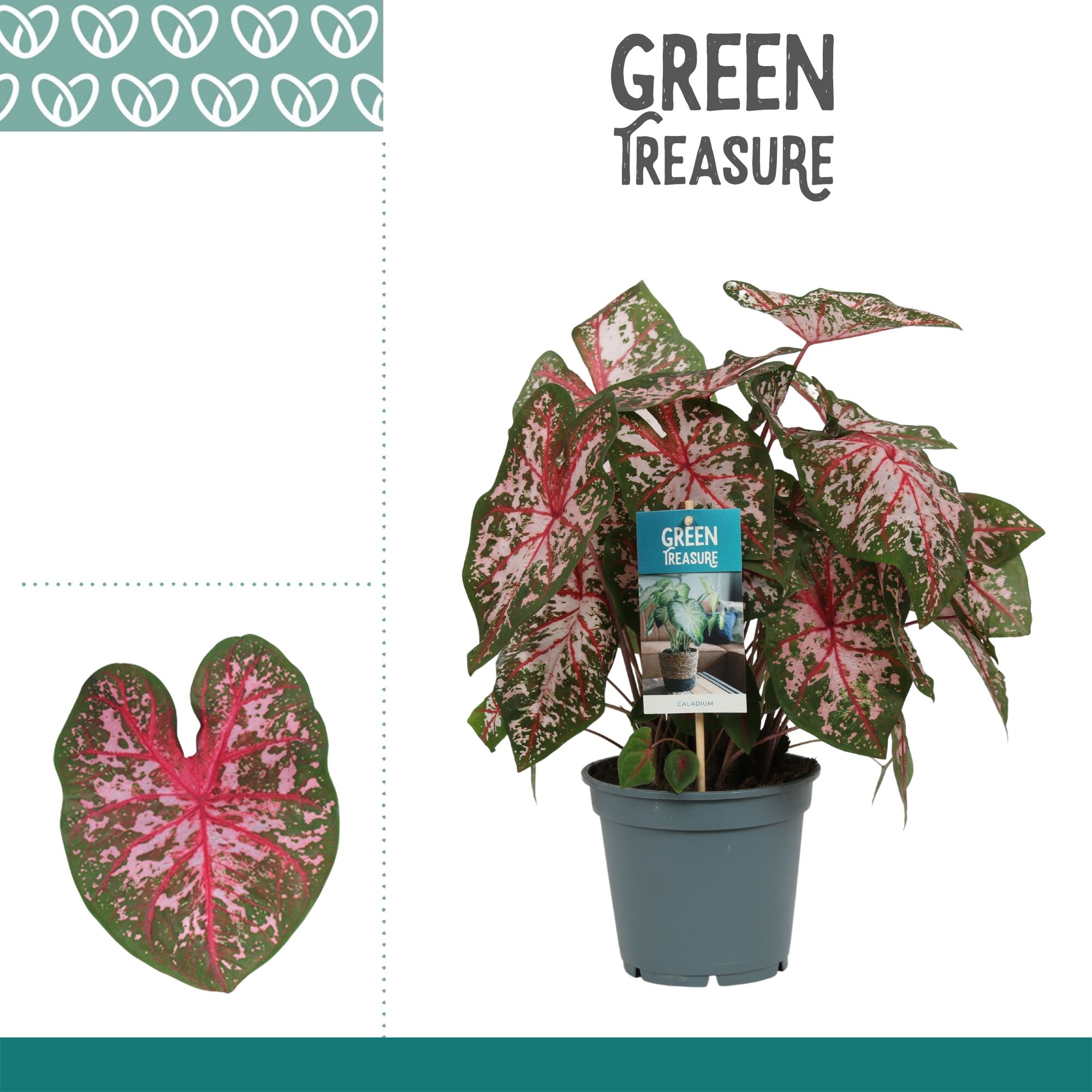 Caladium Roze, D 17