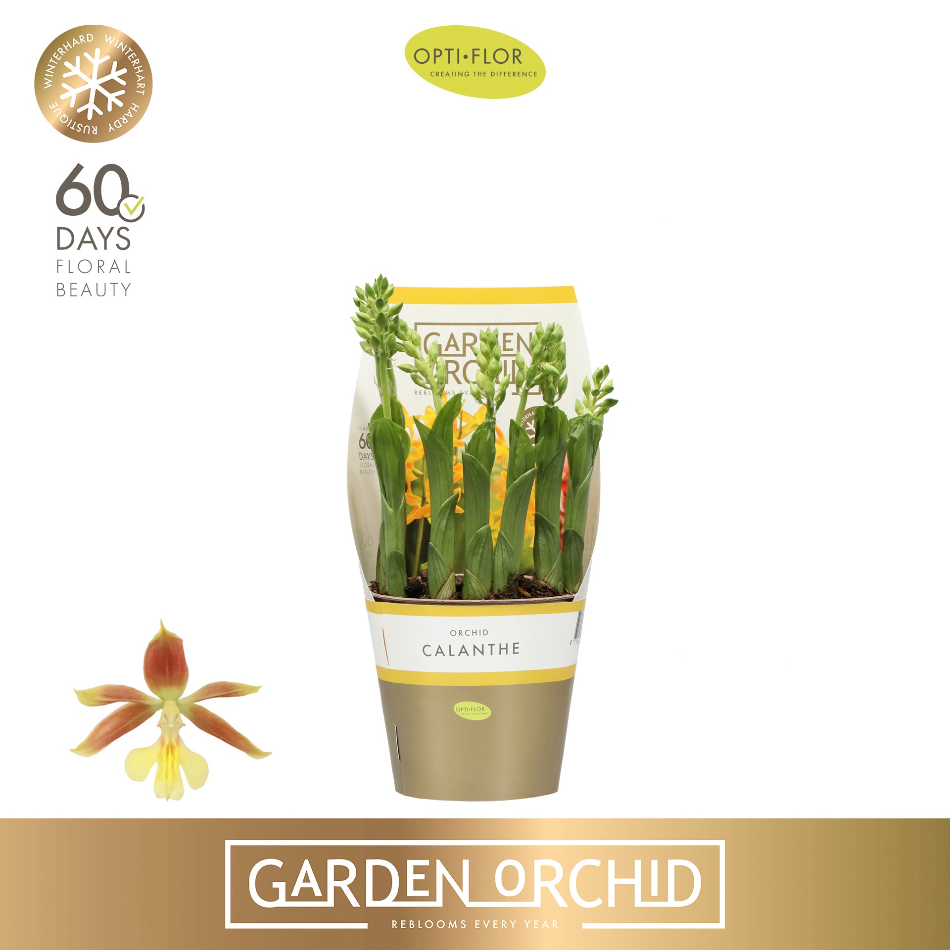 Garden Orchid Calanthe 5+ Rijp, D 12