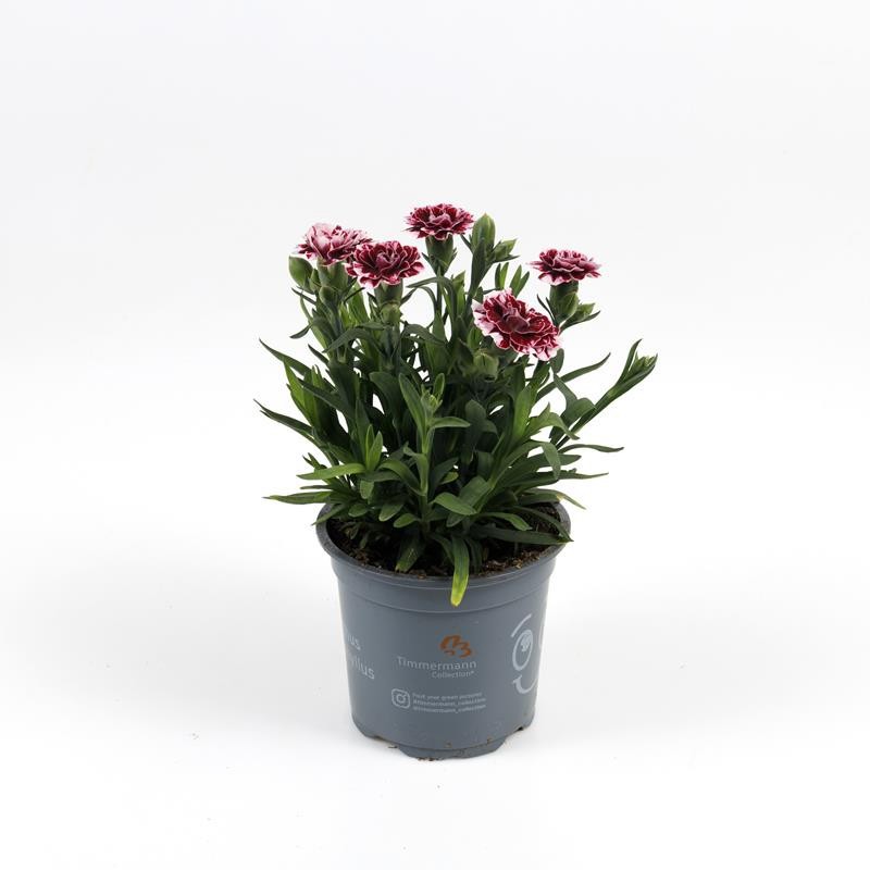 DIANTHUS CARYOPHYLLUS 'OSCAR', D 11