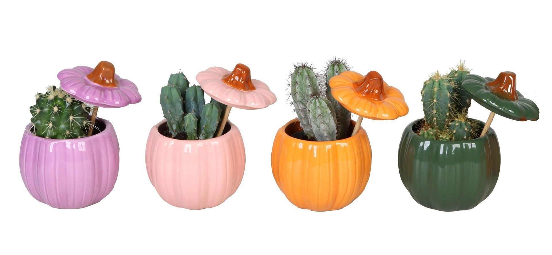 L 66517 With Cactus Mix 6 cm, D 6