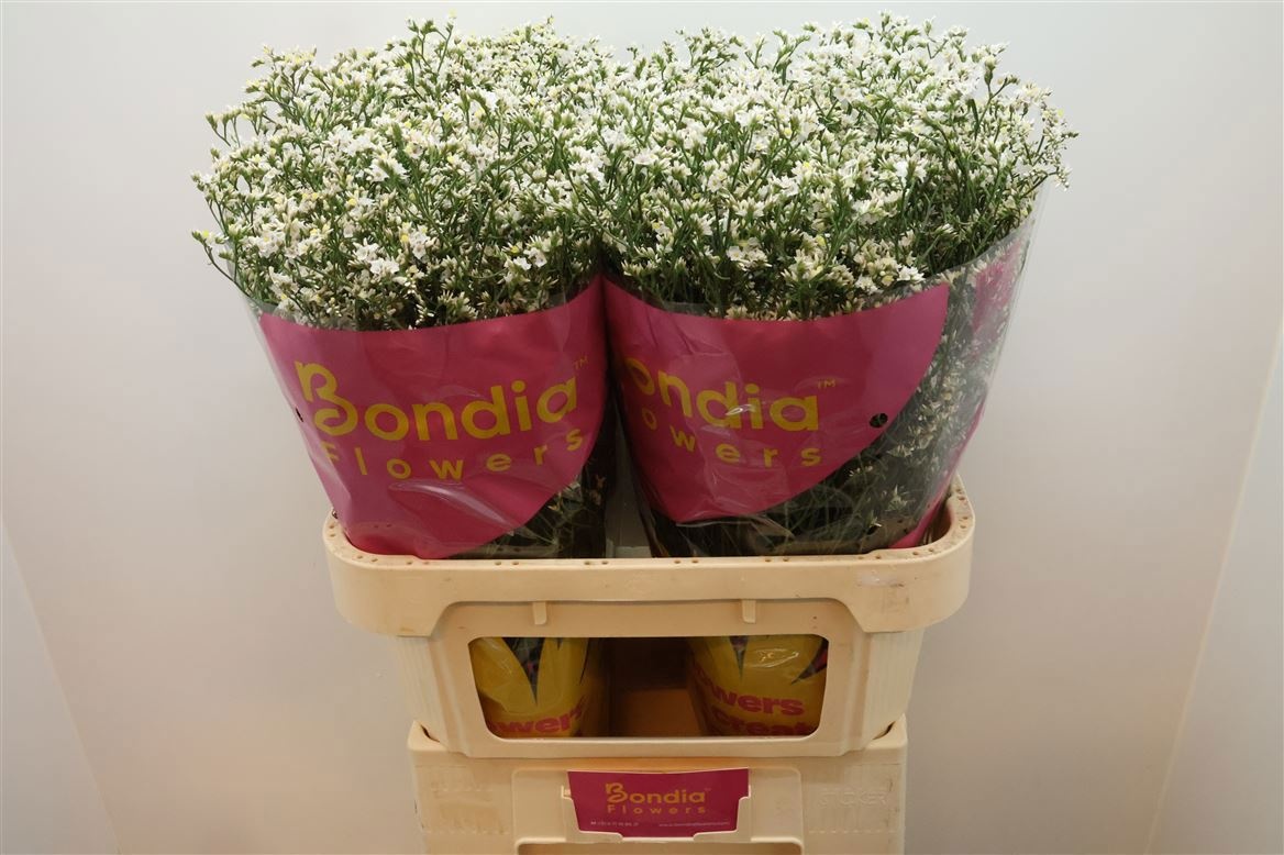 Лимониум Чайна Вайт 80 (бел.), шт.