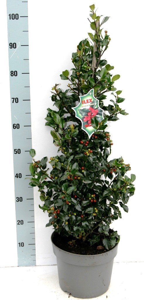 Ilex mes. 'Blue Maid' BES, D 26 cm