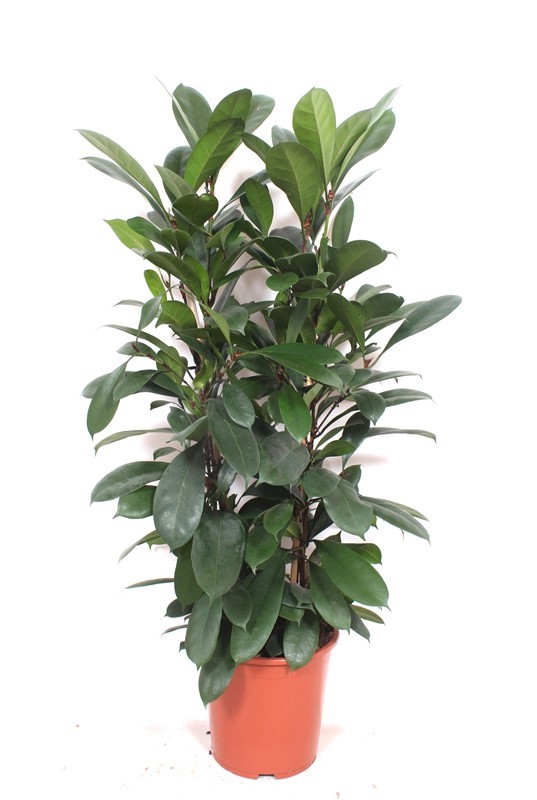Ficus Cyathistipula 2pp, D 27
