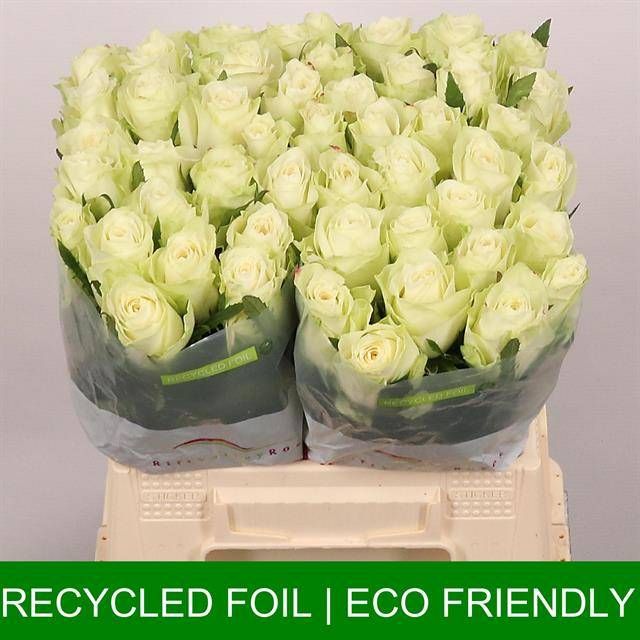 Роза од. Атена 40, шт.