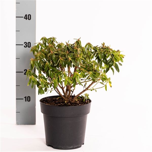 Rhododendron 'Night Sky', D 17