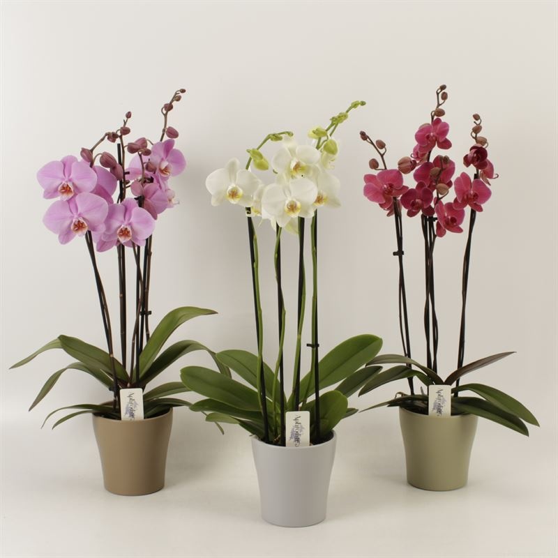 Phalaenopsis gemengd 4 tak gemengd in Modern living keramiek, D 12