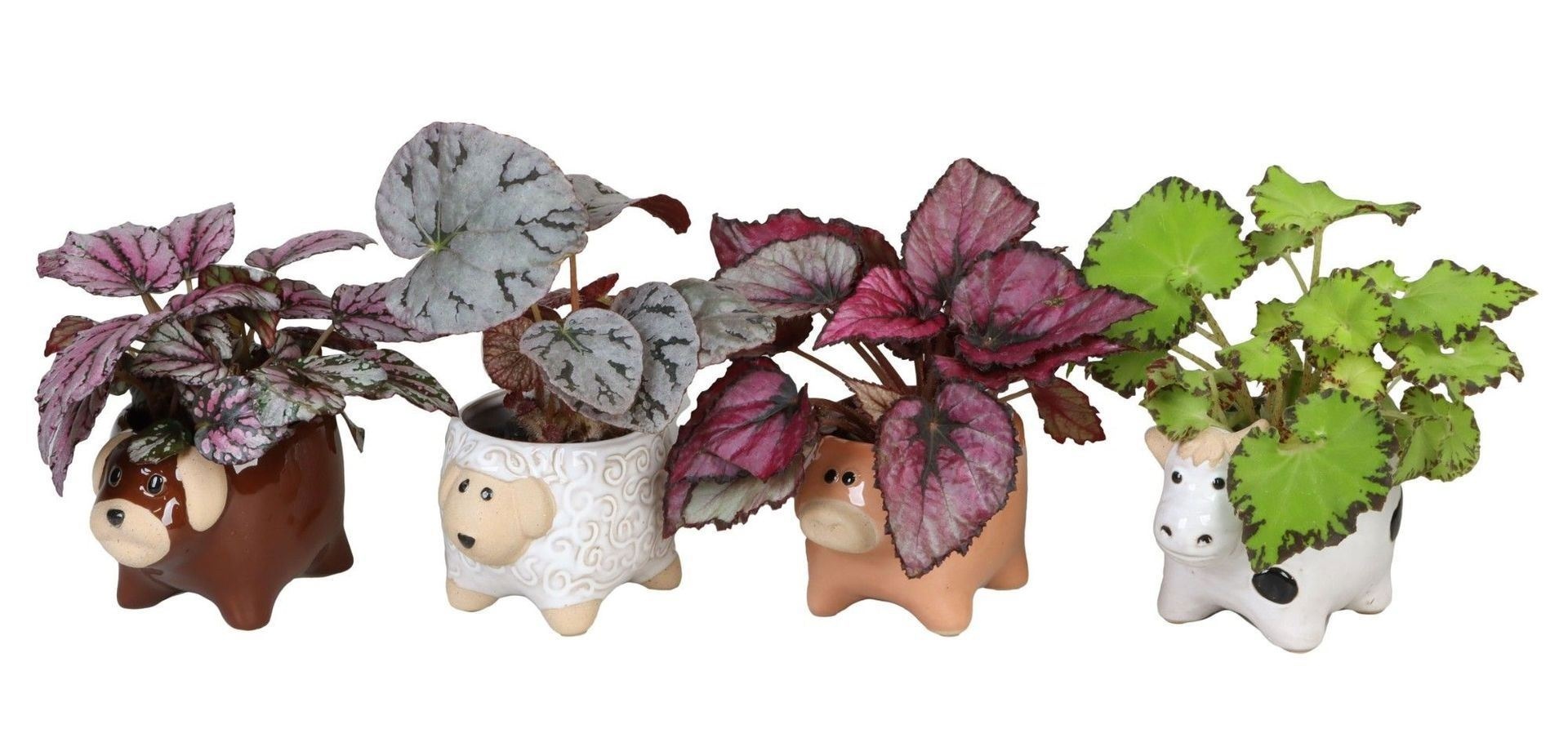 L 66620 with Begonia Rex Mix 6 cm, D 6