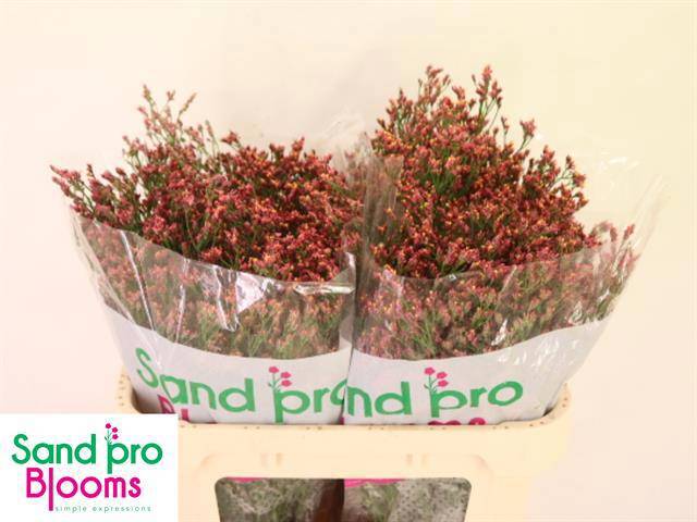 Лимониум Макс Даймонд 70, шт.