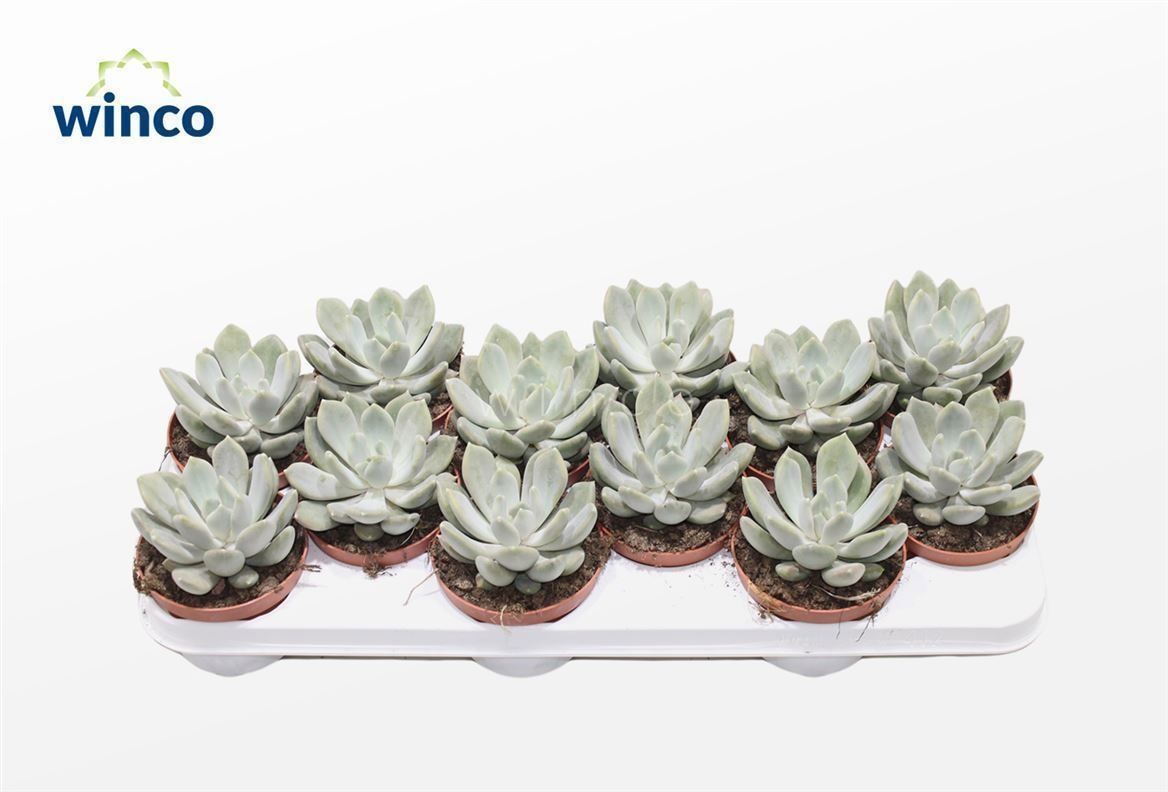 Pachyveria Grey Crown, D 10,5