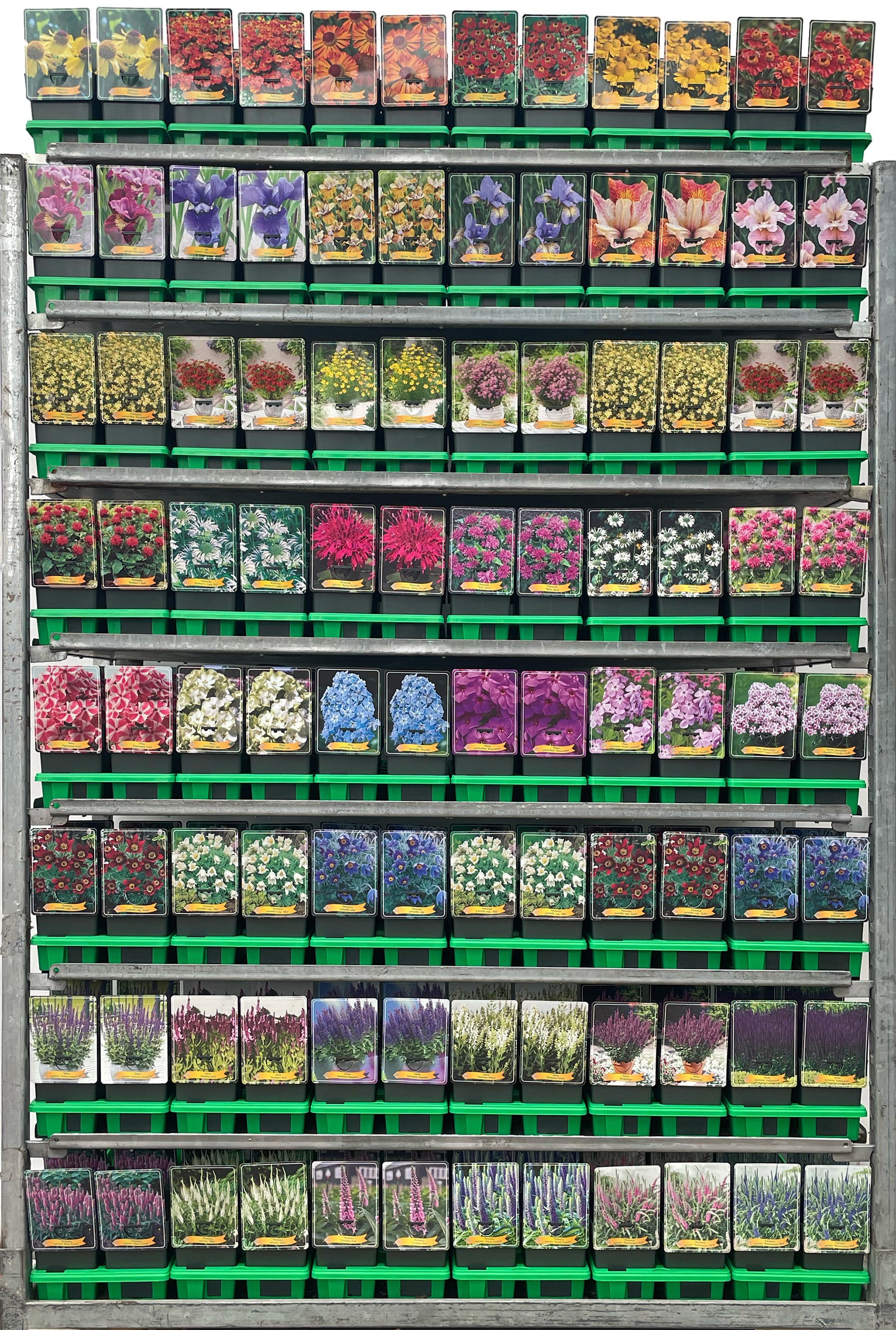 Vaste planten Mix CC 4 P11, D 11