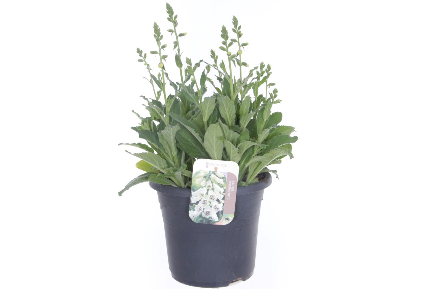 Digitalis Panther White, D 27