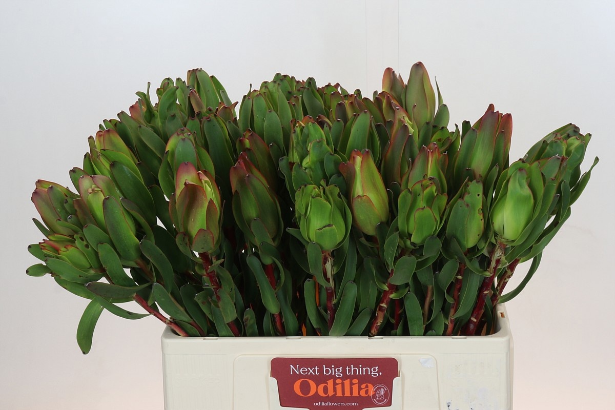 Леукадендрон Лаурел Еллоу 60, шт.