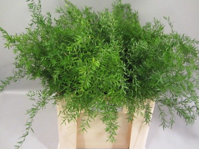 Аспарагус Квебе 60, шт.