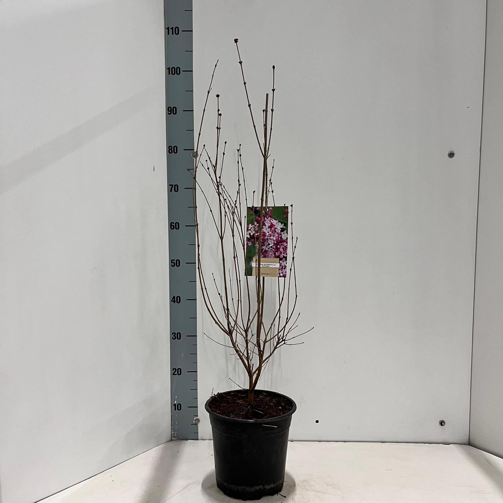 Syringa microphylla 'Superba' - veredeling, D 21