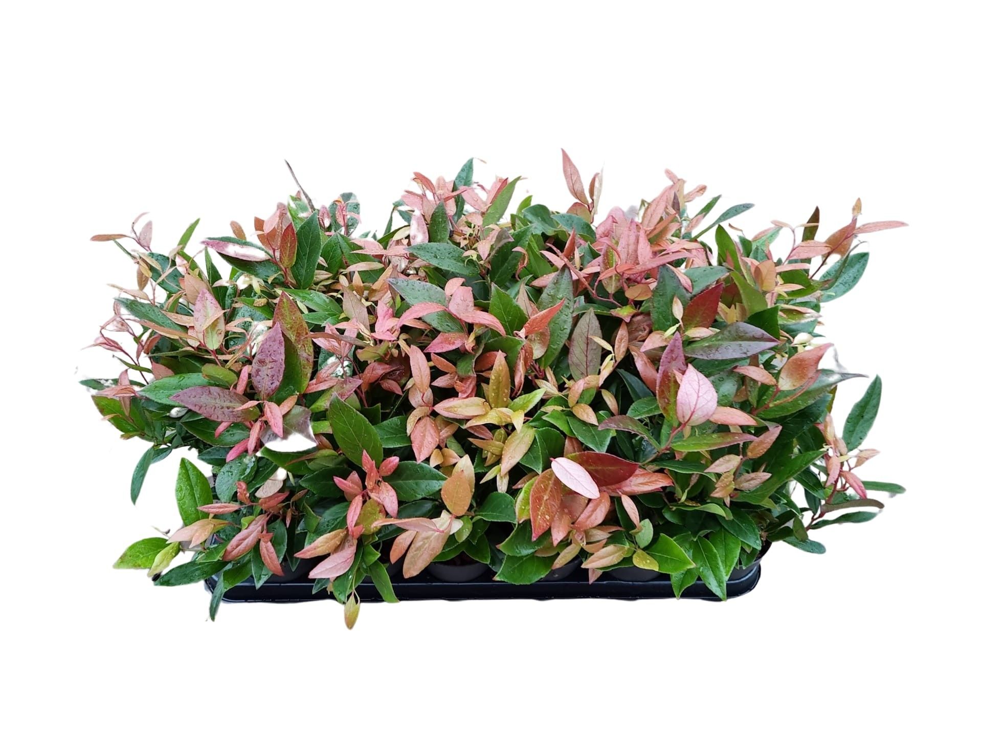 Leucothoe ax. Zeblid, D 9 cm Leucothoe ax. Zeblid, D 9 cm