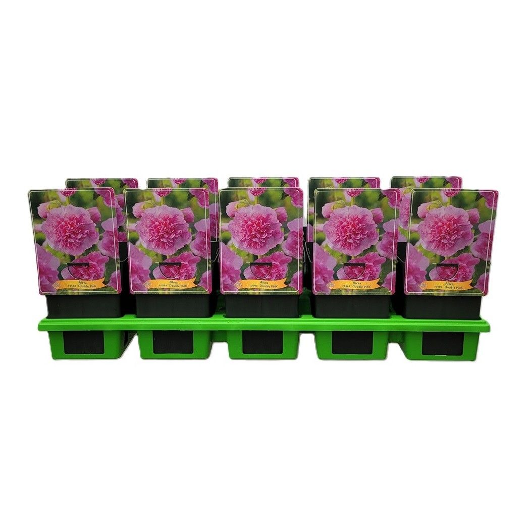 Alcea rosea 'Double Pink' P11, D 11 cm
