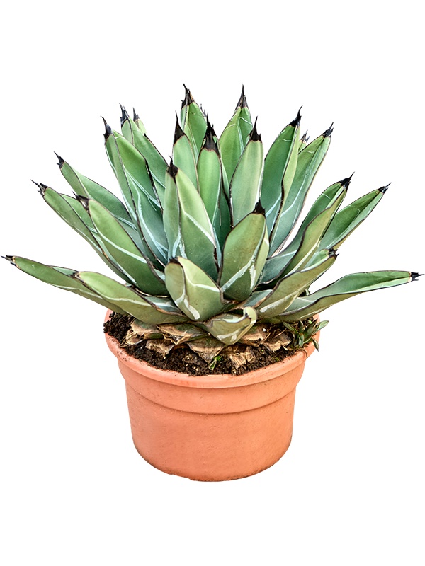 Agave ferdinandi 'Regis', D 26