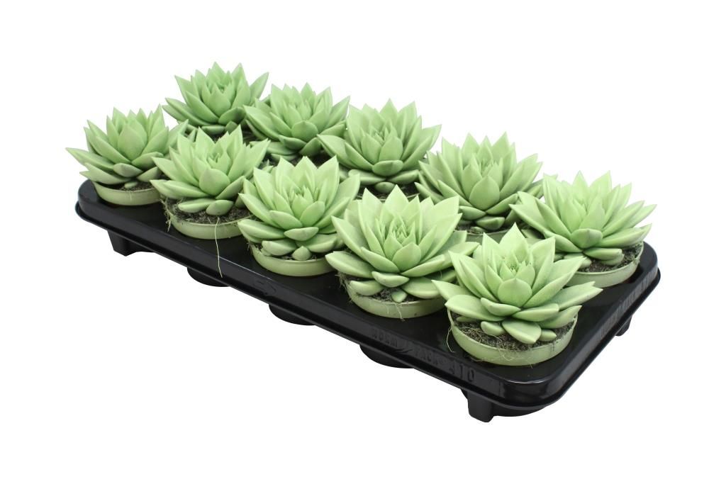 Miranda coloured pastel green, D 10,5