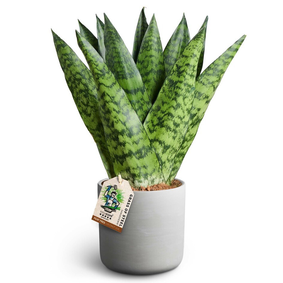 Raw Grey, Sansevieria zeylanica ´Fan´, D 12