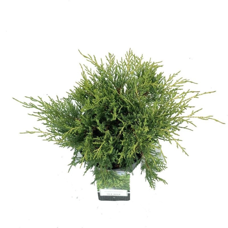 Juniperus pf. 'Old Gold', D 18