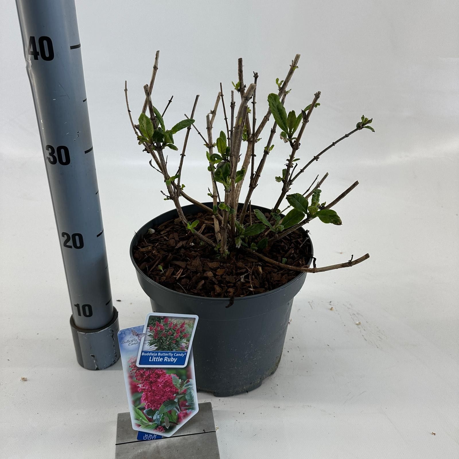 Buddleja d. Butt. Candy® Little Ruby ('BotEx 006'PBR), D 23