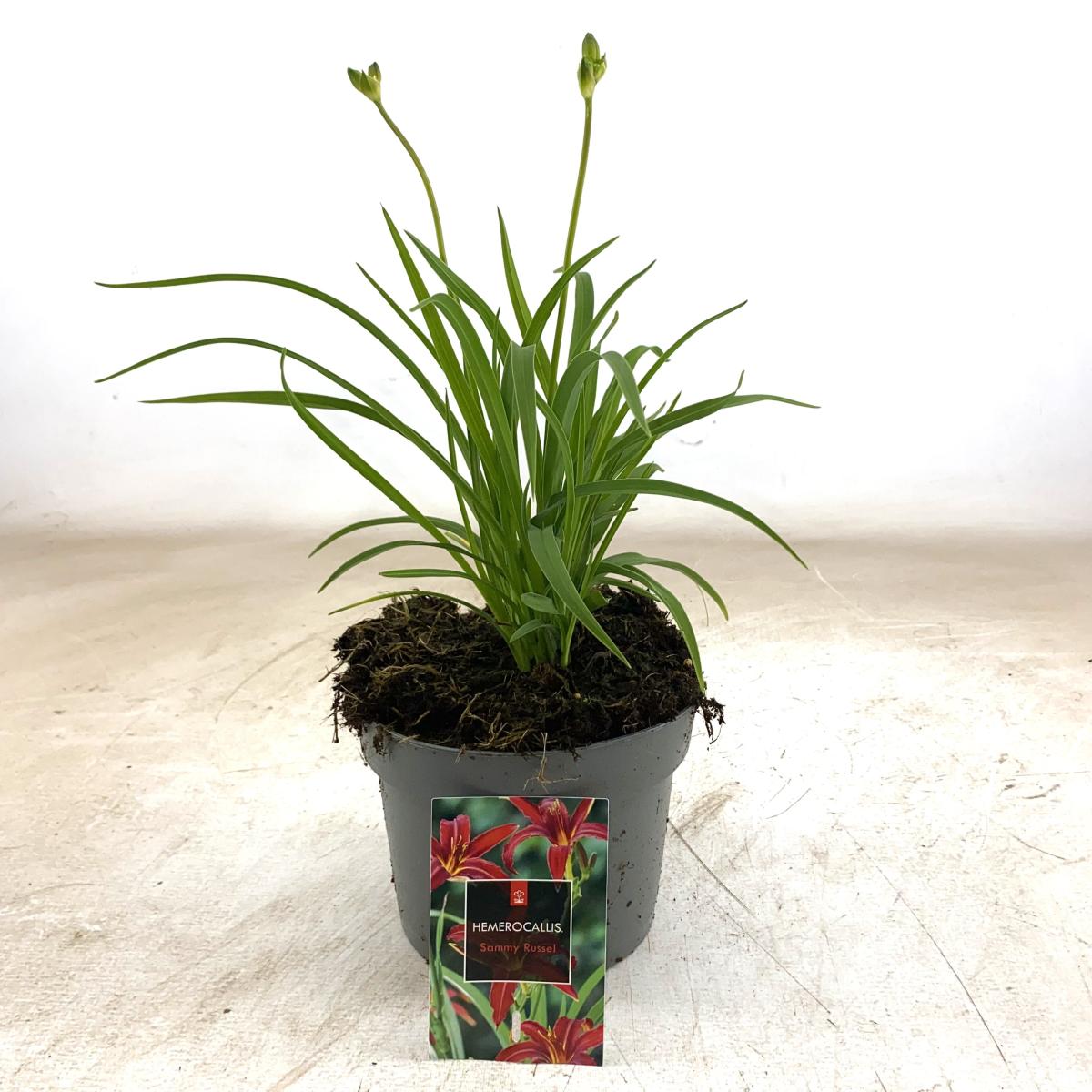 Hemerocallis 'Sammy Russell', D 17 cm