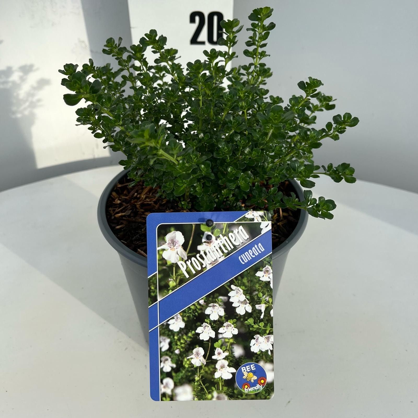 Prostanthera cuneata, D 17