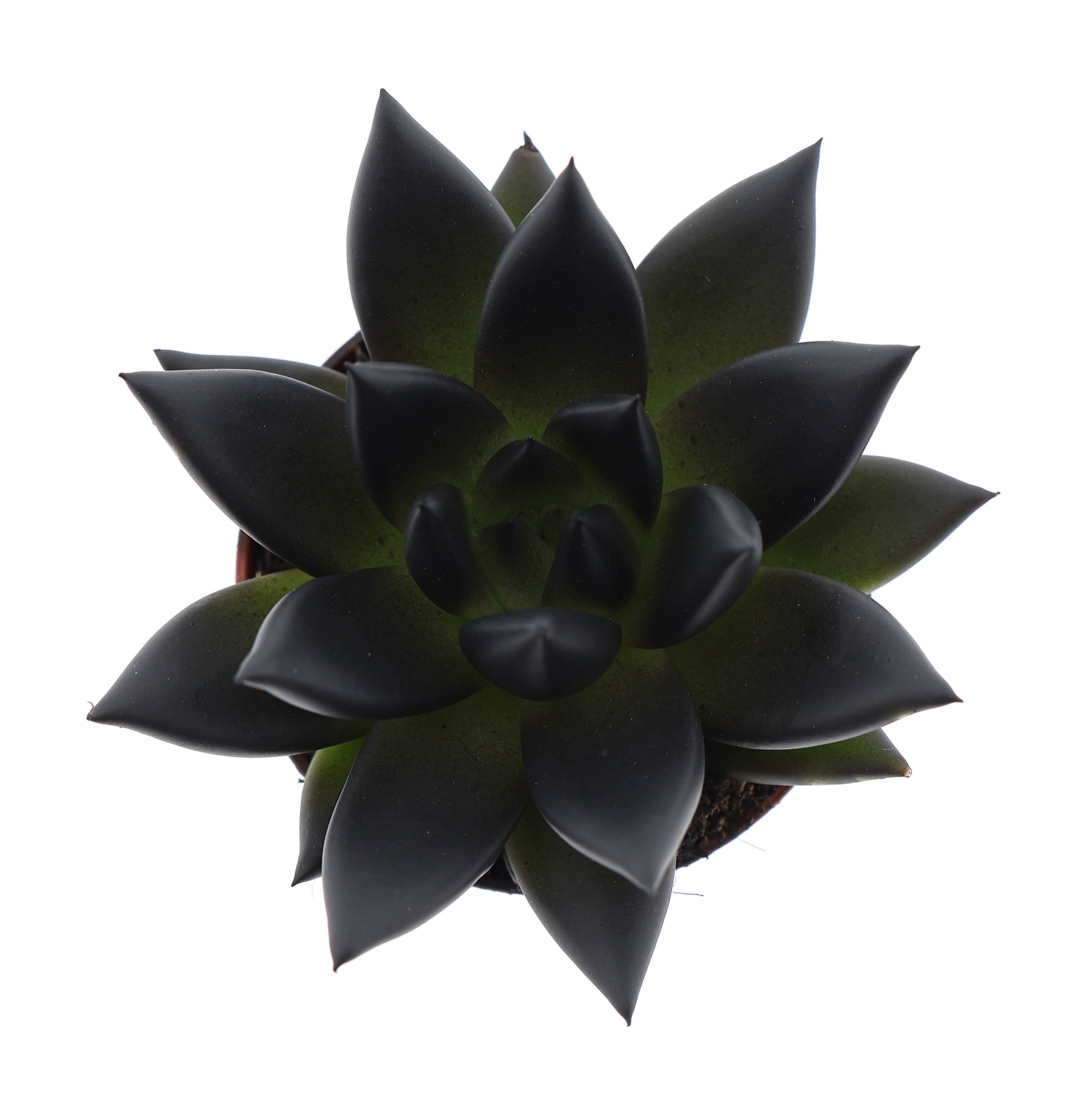 Rainbow deep black, D 5,5