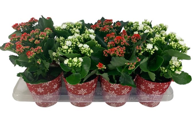 calandiva 12 cm rood/wit potcover kerst met sneeuwvlokken, D 12