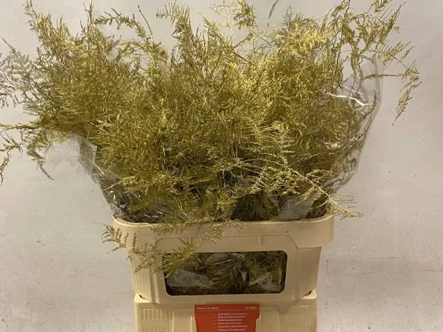 Аспарагус Овериг Крашеный (краш. ) 80, шт.