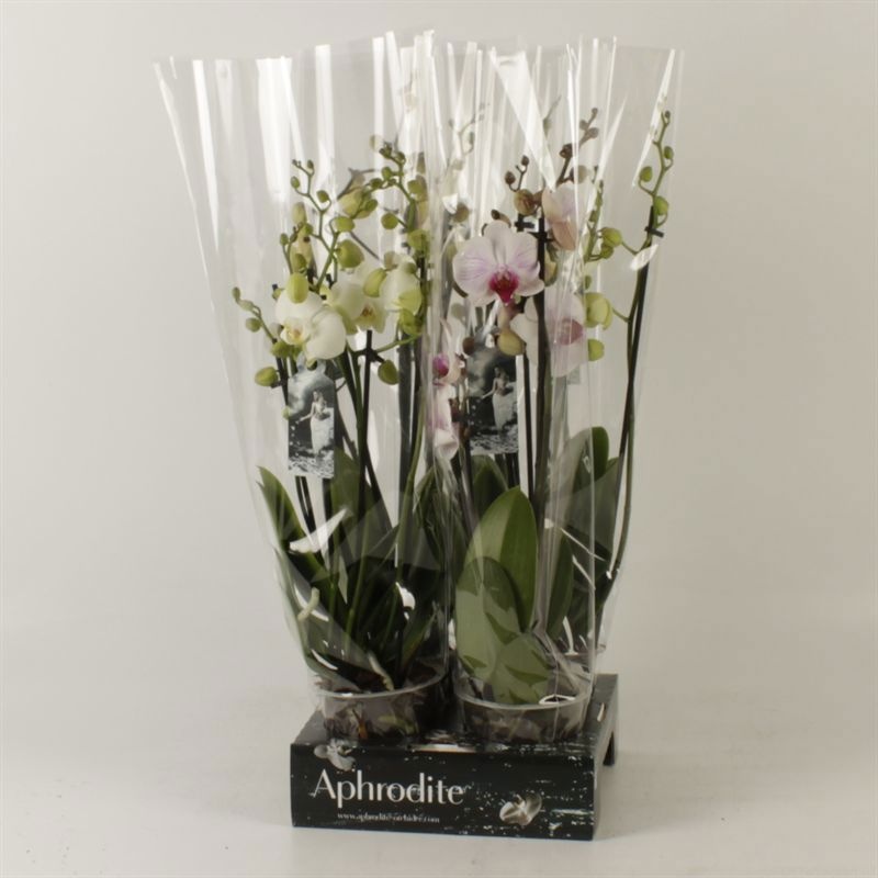 Phalaenopsis gemengd 6 tak mix Goddess, D 12