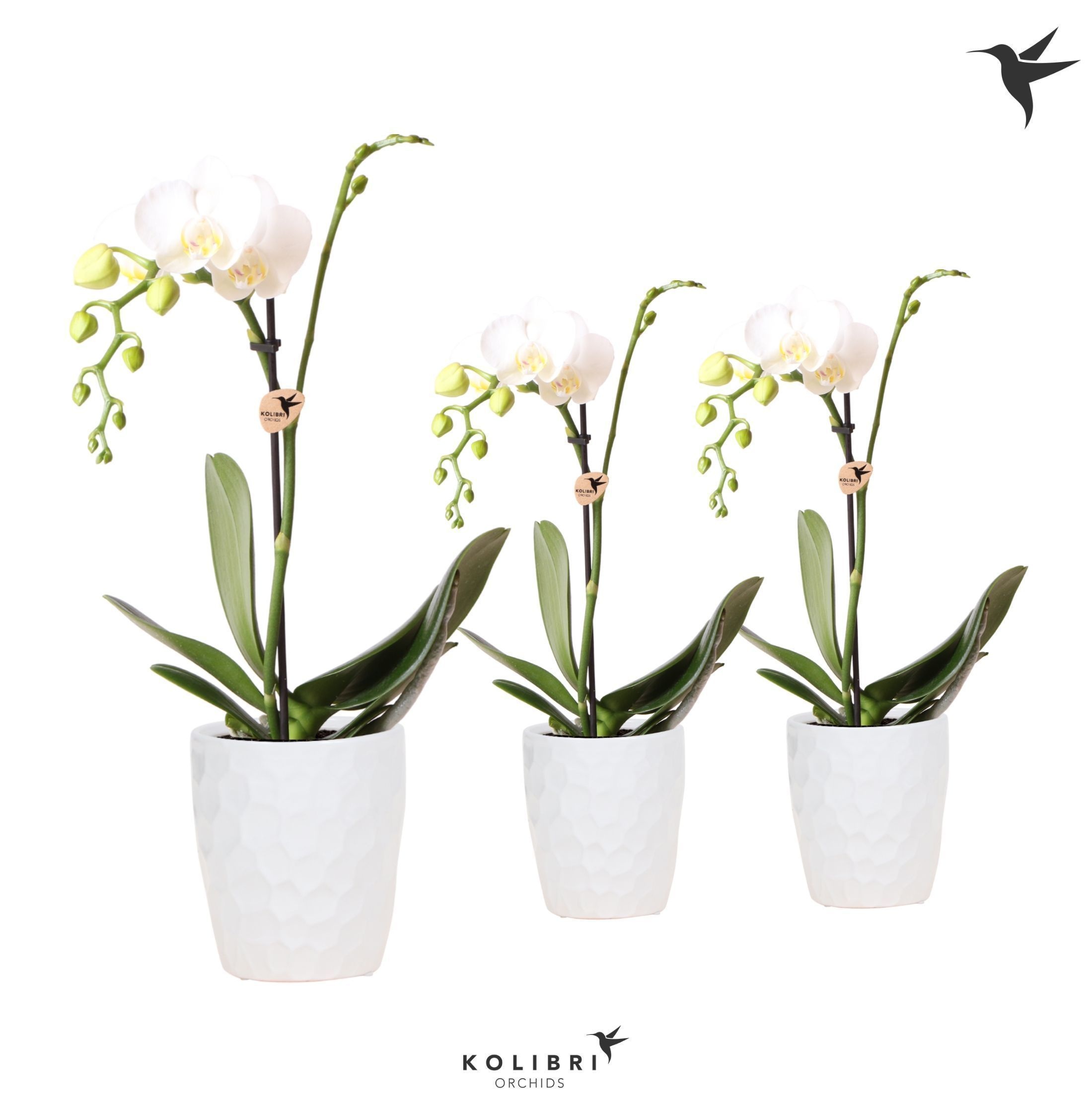 Kolibri Orchids Phalaenopsis White 1 spike in Honey pot white, D 9