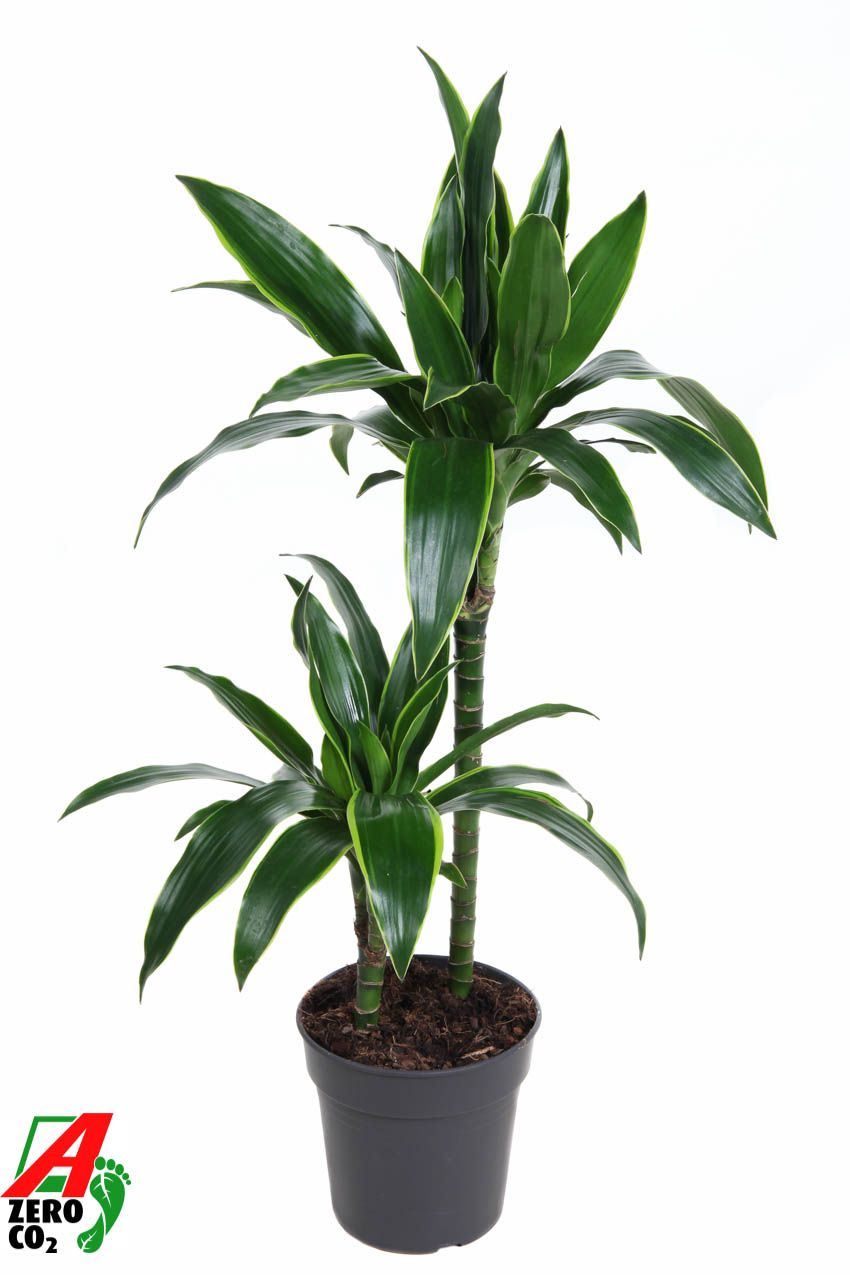 Dracaena Arturo 45-15, D 19