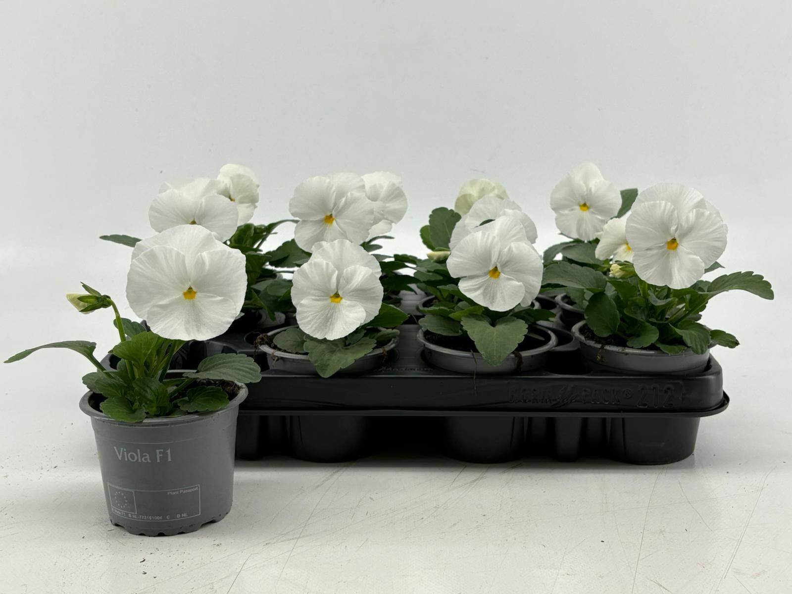 Viola F1 White, D 9 cm