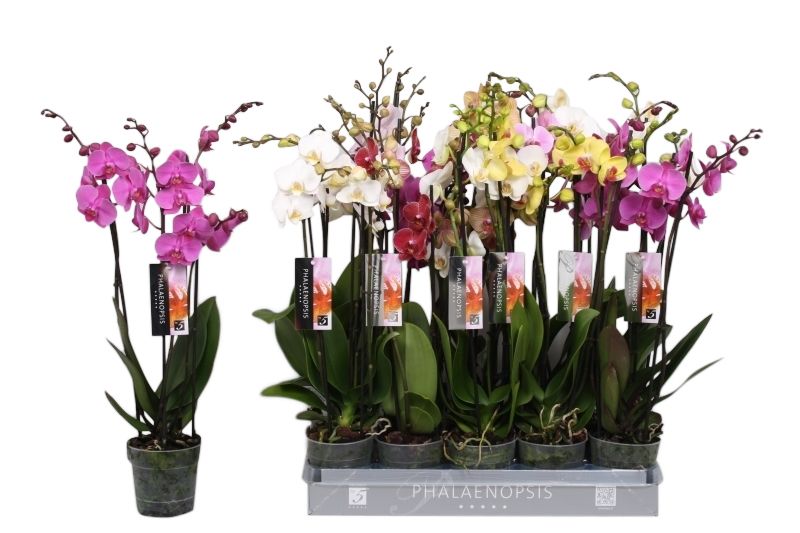 Phalaenopsis 5 color mix, 3-spike 18+, D 12
