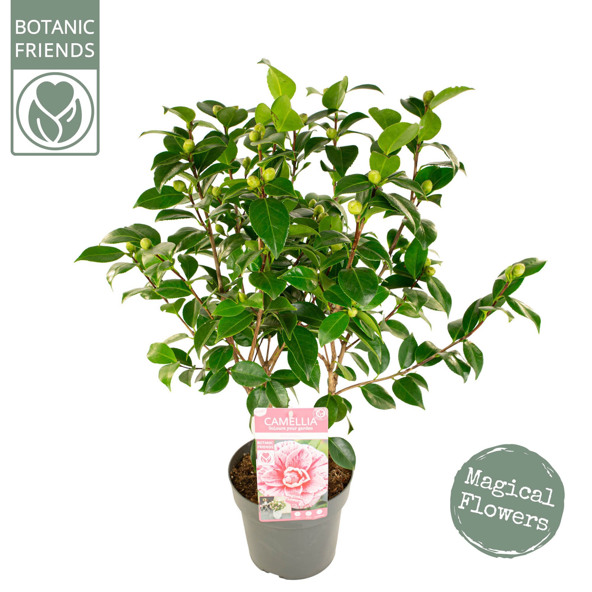 Camellia jap. 'Bonomiana', D 19