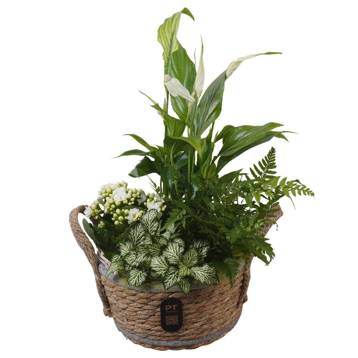 PTIB5247 Arrangement Indoor in rieten mand, D 18