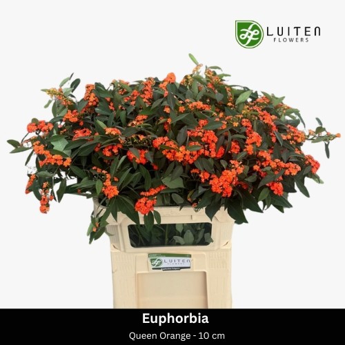 Эуфорбия куст. Квин Оф Оранж 75, шт.