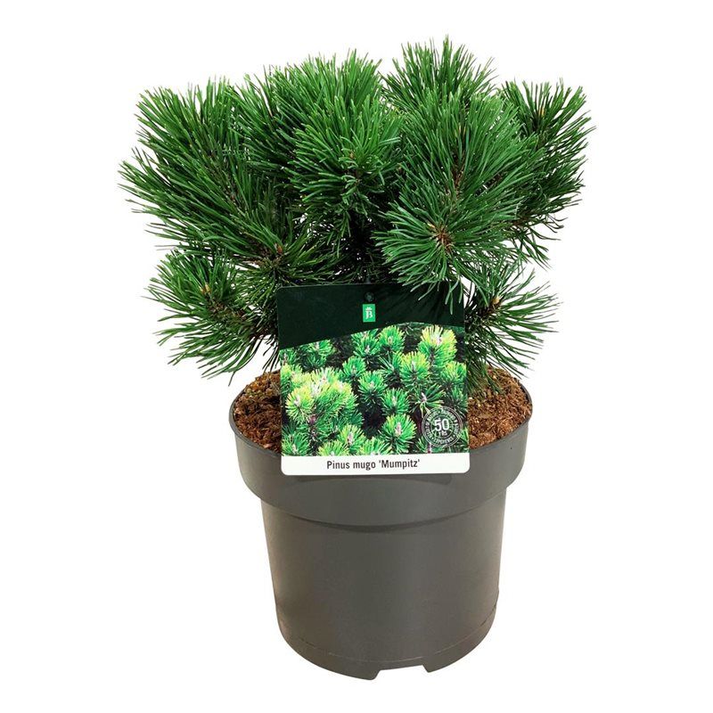 Pinus mugo 'Mumpitz', D 21
