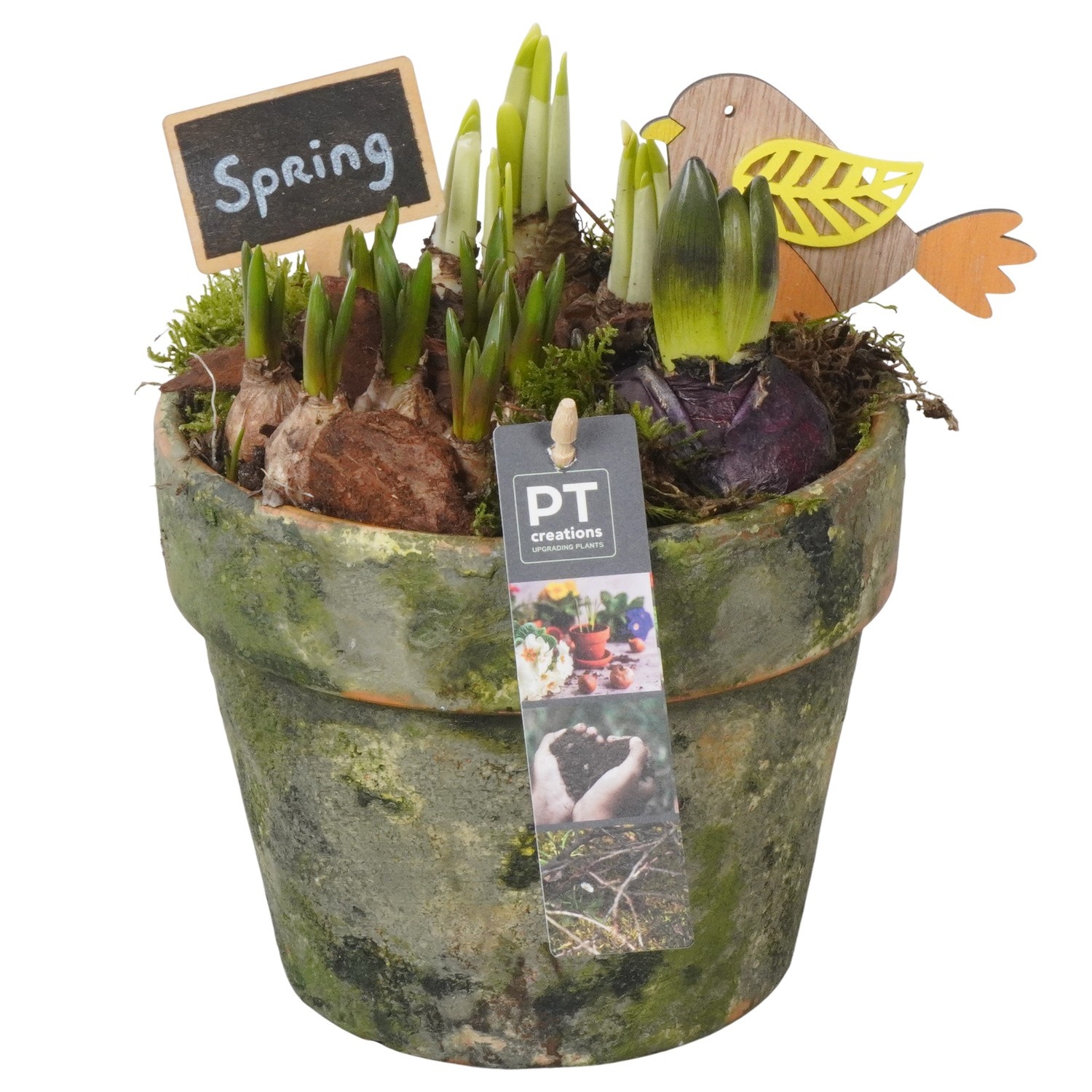 PTBM3869 Arrangement Flower Bulbs Mix in terracotta pot, D 17