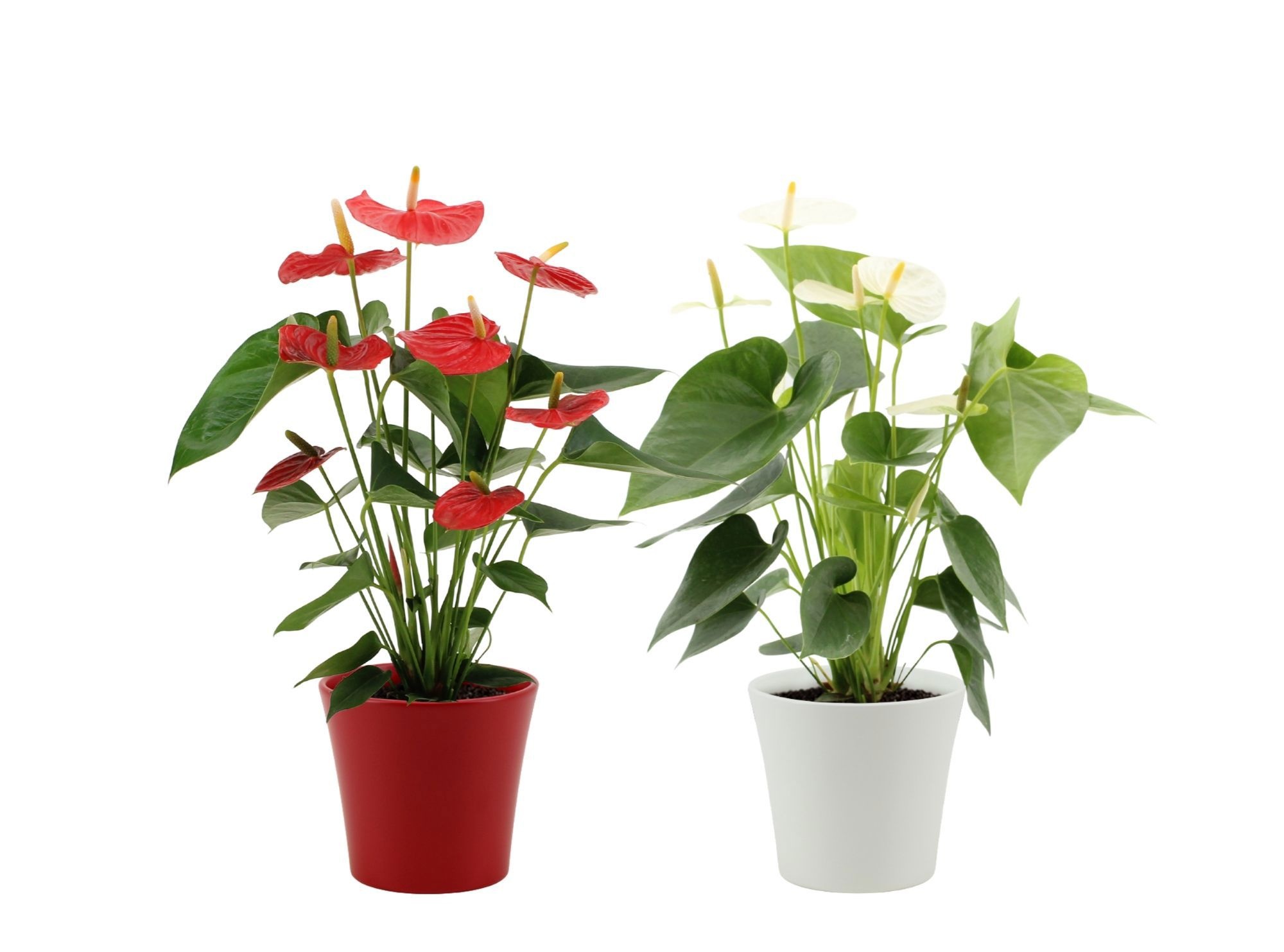 Anthurium 14 cm Red & White mix in Boston ceramics, D 14