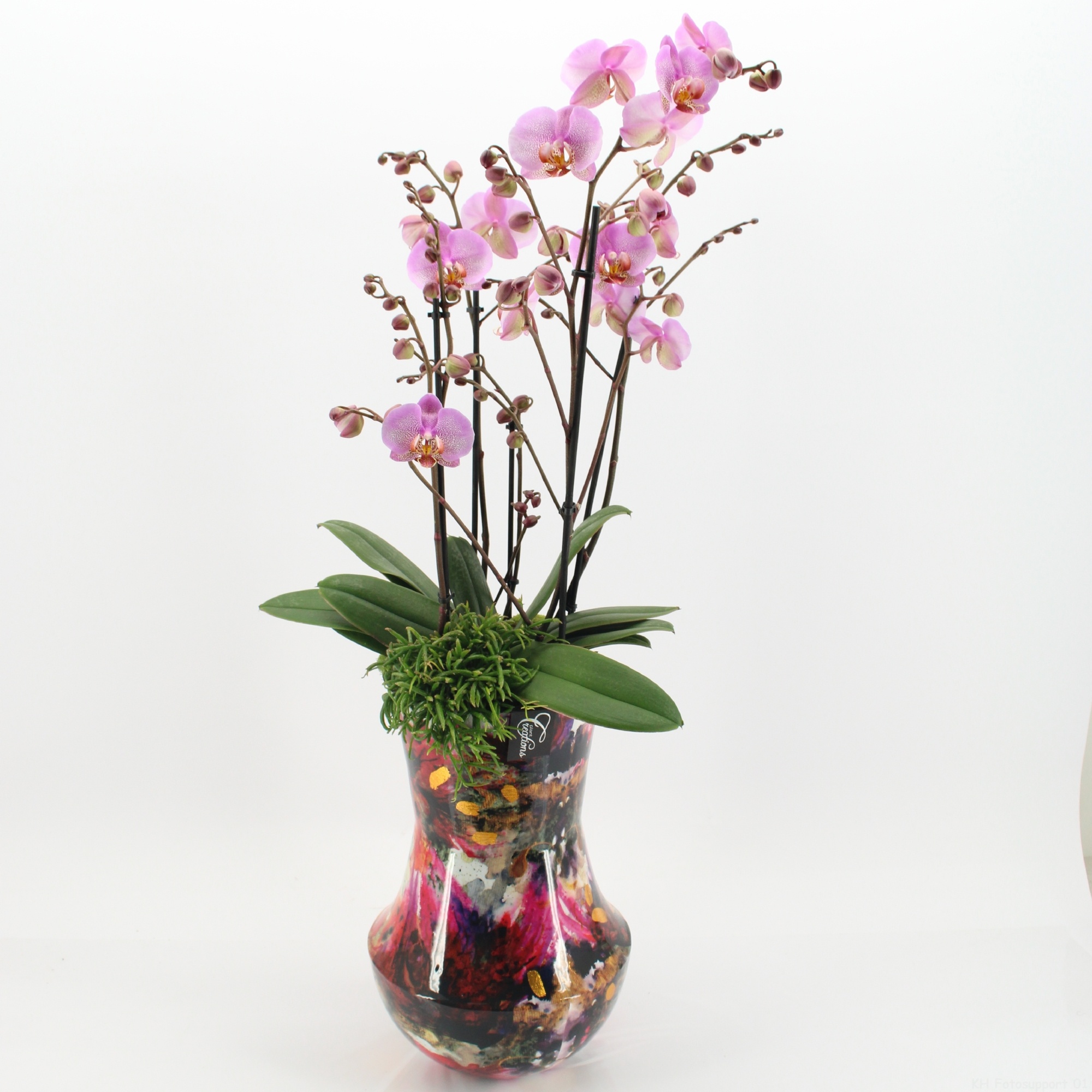 LICR-2607RZ Limited Edition Phalaenopsis, D 27
