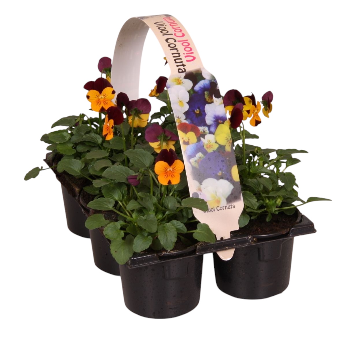 Viool corr oranje met paarse vlag 6p, D 9