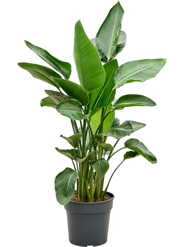 Strelitzia nicolai (120-160), D 30