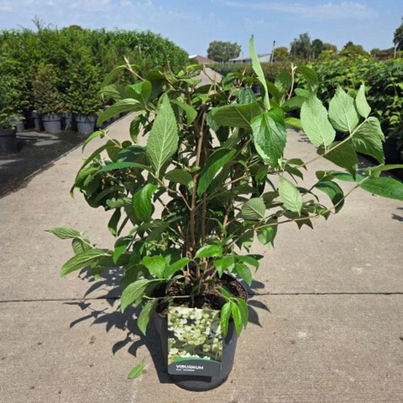 Viburnum plic. 'Mariesii', D 29