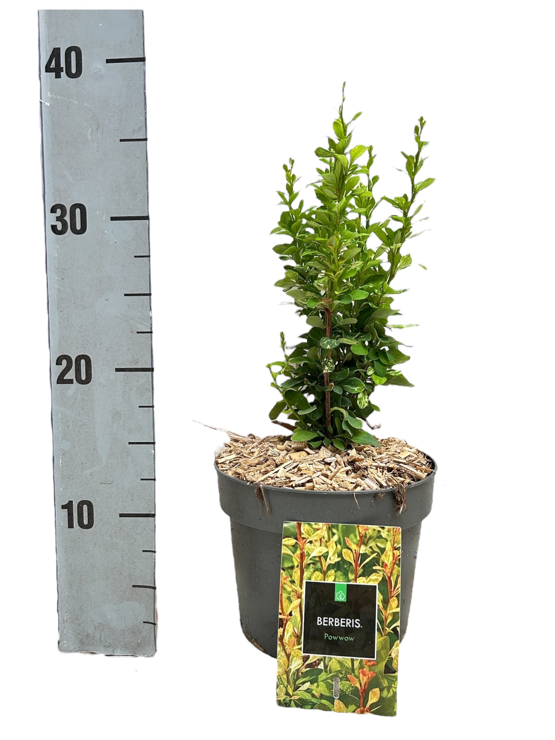 Berberis thunbergii 'Powwow', D 17