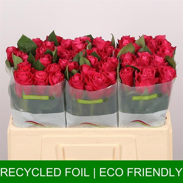 Роза од. Муви Стар 50, шт.