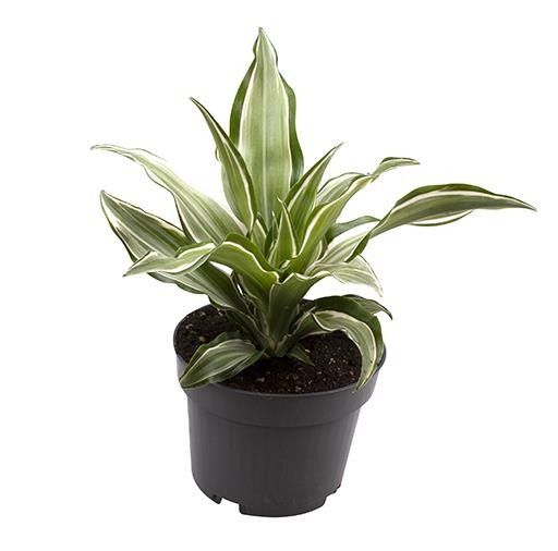 DRACAENA DRACO 'Kanzi', D 12